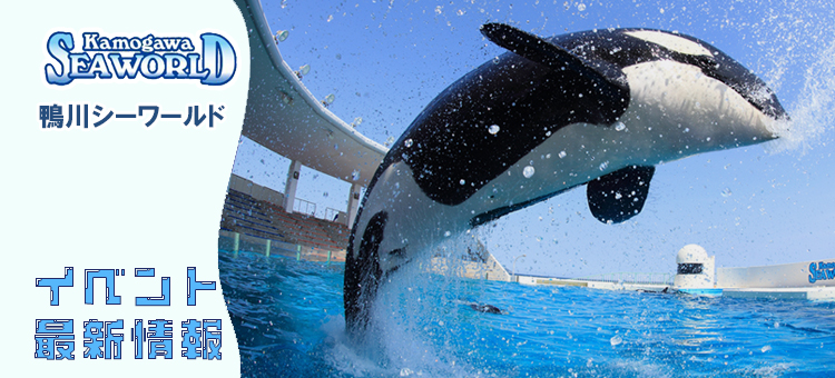 鴨川シーワールド最新情報