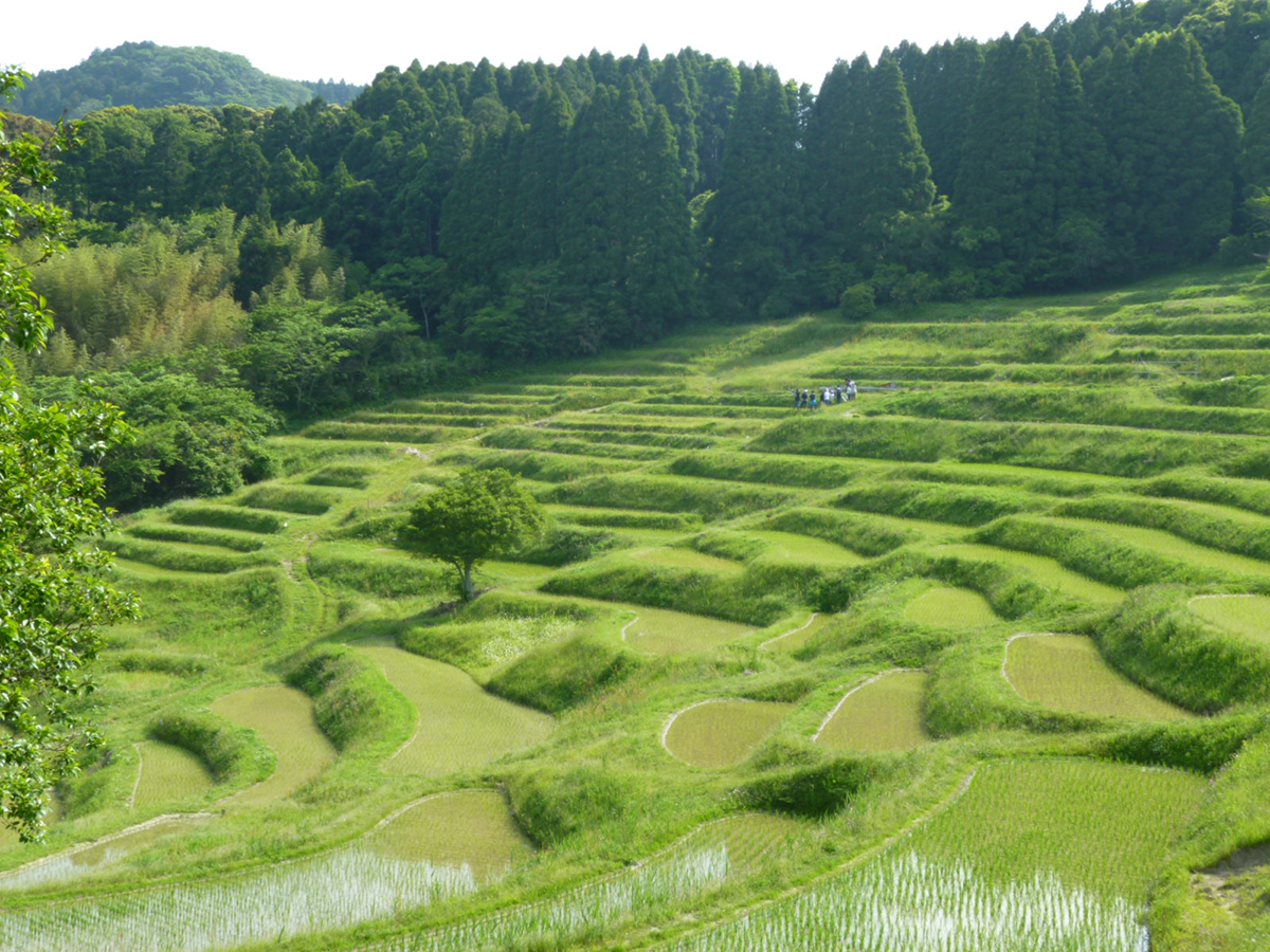 大山千枚田