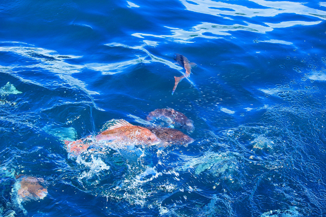 鯛の浦